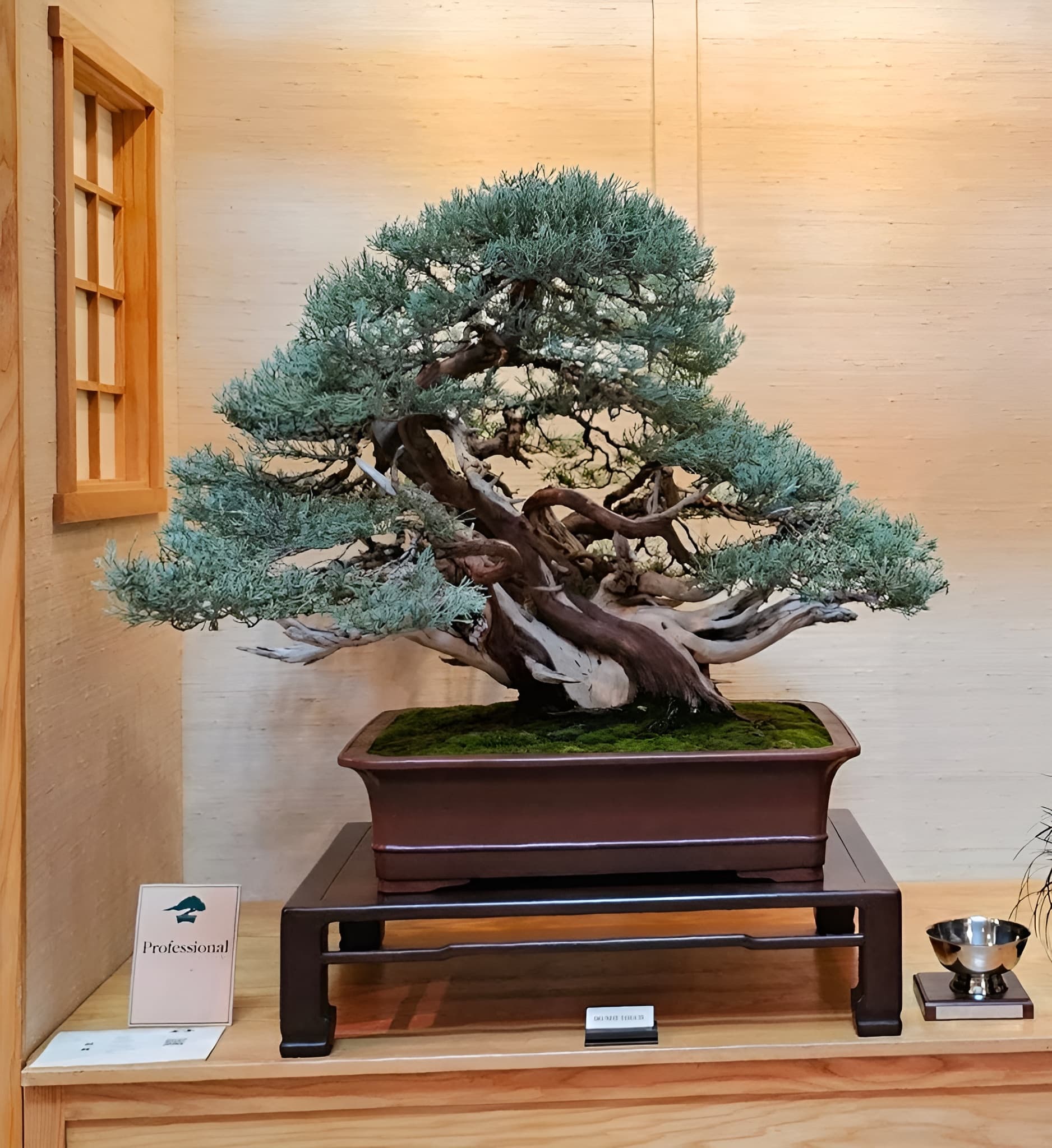 Beautiful Bonsai